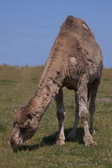 Fototapeta premium feeding camel 4591