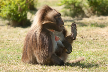 Gelada baboon 9041