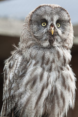 great grey owl 9214
