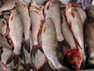 fresh sea fish ready for sale in the market