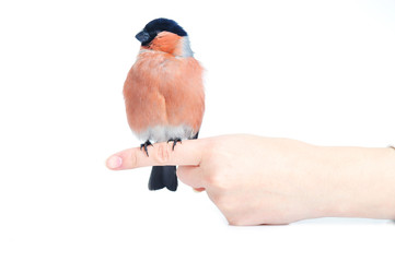 eurasian bullfinch