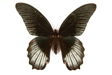 Black and white butterfly Papilio rumanzovia isolated