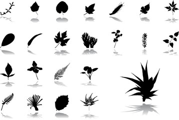 Fototapeta premium Big set icons - 31. Leaves