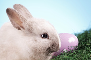 Easter Rabbit