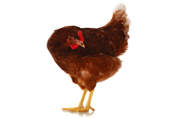 One live chicken full-length on white