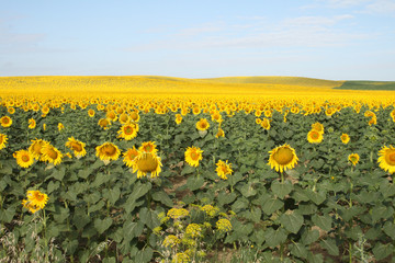 Fototapeta premium Campo de girasoles