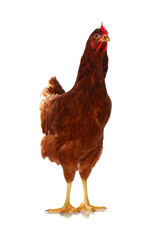 One live chicken full-length on white