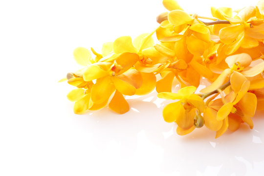 Fototapeta モカラ