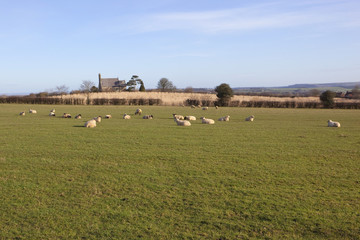 landscape with resting sheep