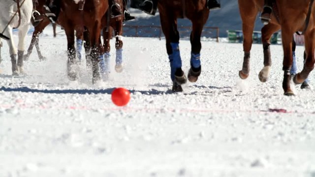 racehorses with the ball
