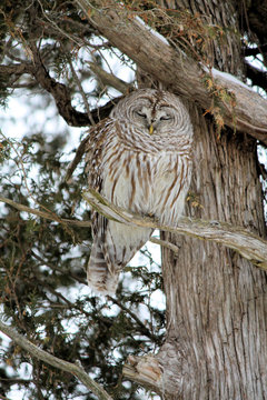 Barred Owl on Branch