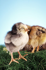 young chickens
