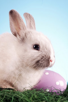 Easter Rabbit portrait