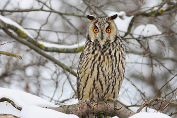 Long-eared Owl