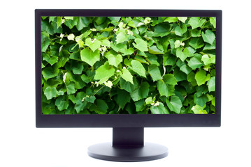 green plant on TV screen