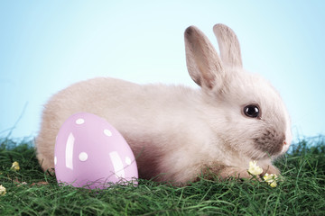 Easter rabbit!