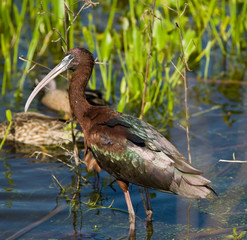 Glossy Ibis