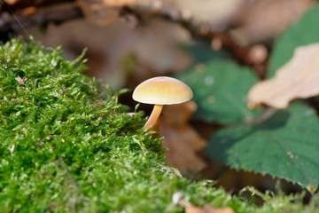 CHAMPIGNON
