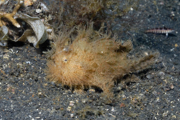 Haariger Anglerfisch