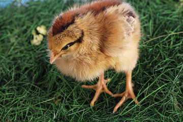 young chicken