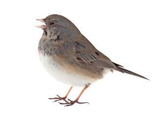 Dark-eyed Junco, Junco hyemalis, isolated