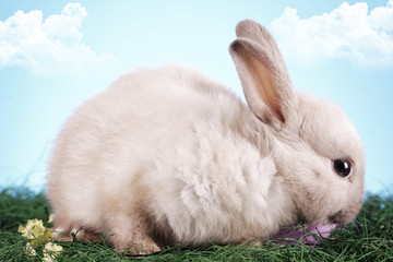 Easter rabbit!