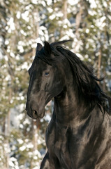Obraz premium portrait of black Kladruber horse