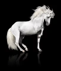 Foto auf Acrylglas Reiten white andalusian horse stallion isolated on black