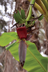 Flower of banana plant (Musa acuminata &times; balbisiana)