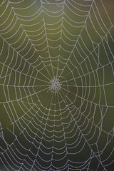 Closeup of a dew-covered spider web