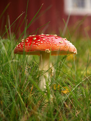 TOADSTOOL