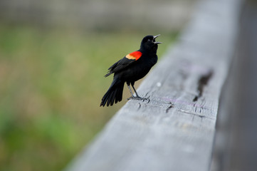 Red-Winged Blackbird