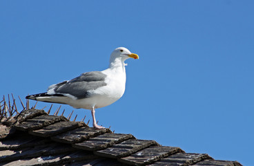 Seagull on Roof