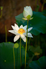 荷花、花苞、莲蓬