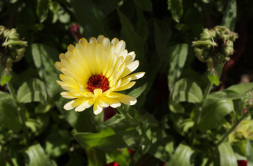 Yellowish white Calendula flower