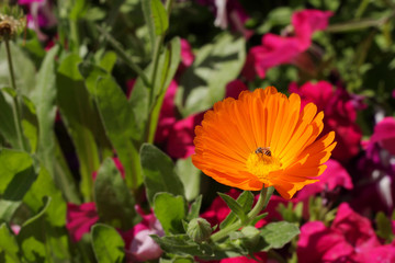 Orange Marigold Flower – Calendula Fiesta Gitana
