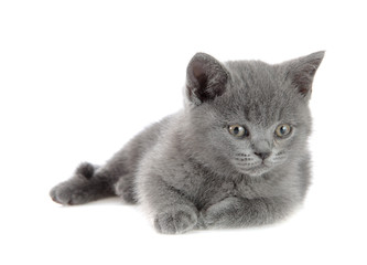 British kitten, isolated.