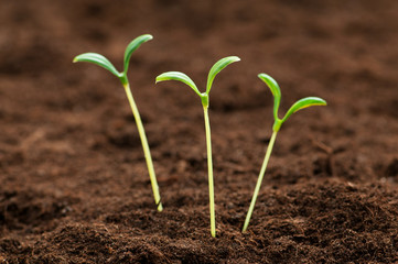 Green seedling illustrating concept of new life