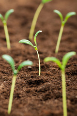 Green seedling illustrating concept of new life
