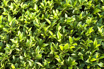 green grass backgrounds