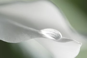 Crédence de cuisine en verre imprimé Nénuphars Lily petal with a water drop
