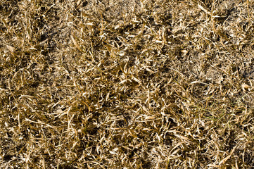 dry yellow hay background