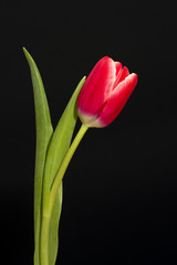Fototapeta premium Single red tulip on black background