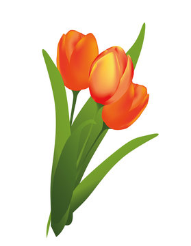 Bunch of spring tulips isolated. Mesh and gradient. EPS10