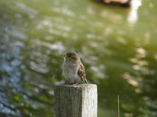воробей крупным планом на фоне воды