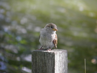 Воробей на деревянном столбе крупным планом на фоне воды