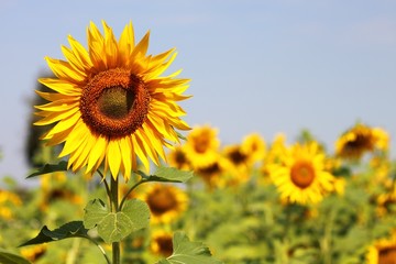Beautiful sunflowers in Thailand
