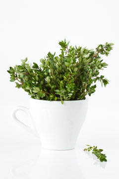 Bunch of a fresh citric thyme in a white cup.