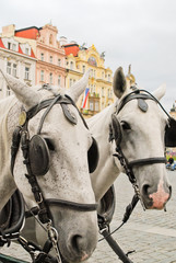 Horses in Prague