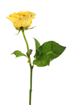 Yellow Rose On The White Background